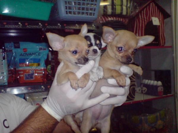 CACHORRO DE CHIHUAHUA MINI MACHO, OFERTA! 550 EUROS