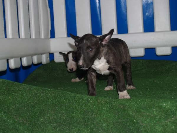 Cachorros Bullterrier, economicos