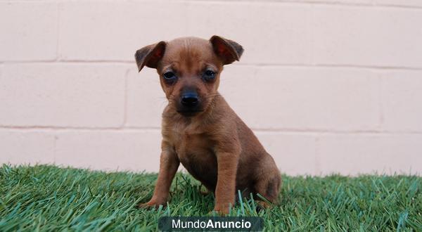 Listos para entregar Pinscher Miniatura con pedigree y documentacion