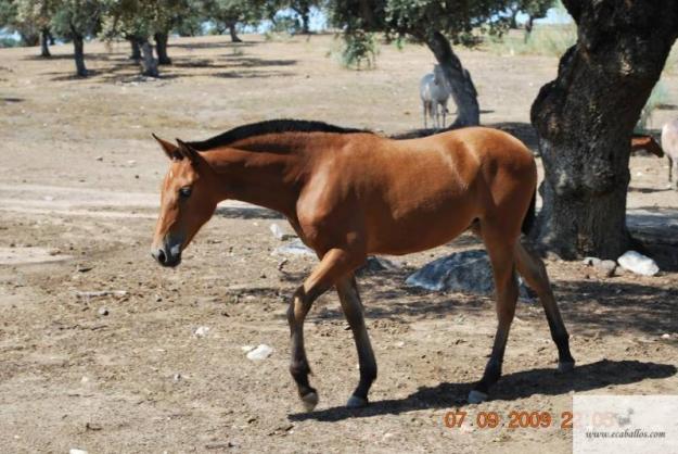 LOTE DE POTROS -AS PRE