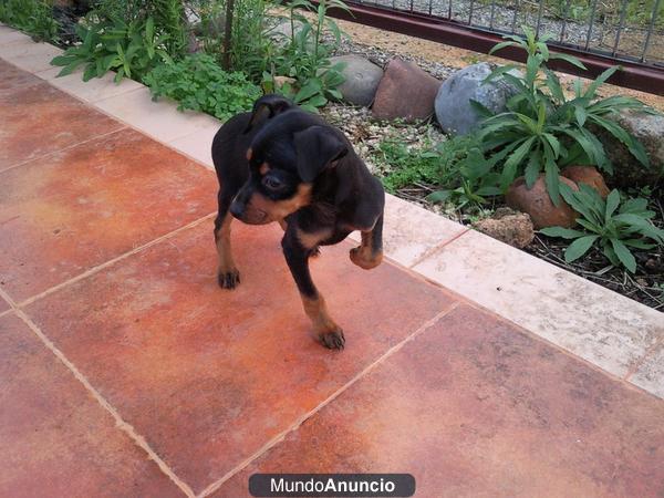 Preciosos Cachorros de Mini Pinscher