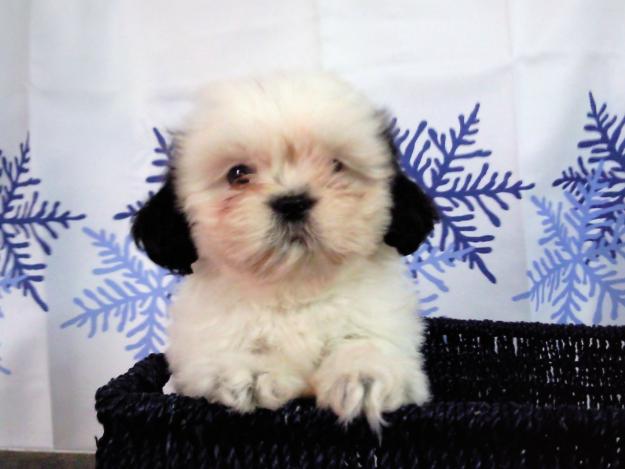 Shih tzu bicolor , muy bonitos