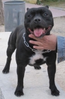 Staffordshire bull terrier, disponible para montas - mejor precio | unprecio.es