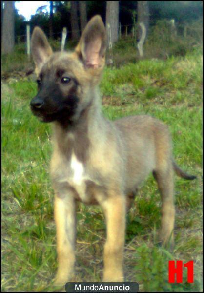 Cachorros Malinois realmente buenos.