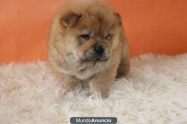 chow chow, blancos y rojos !!!