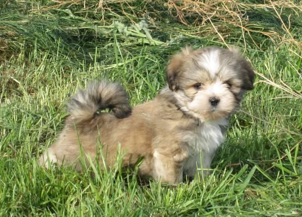 Lhasa Apso