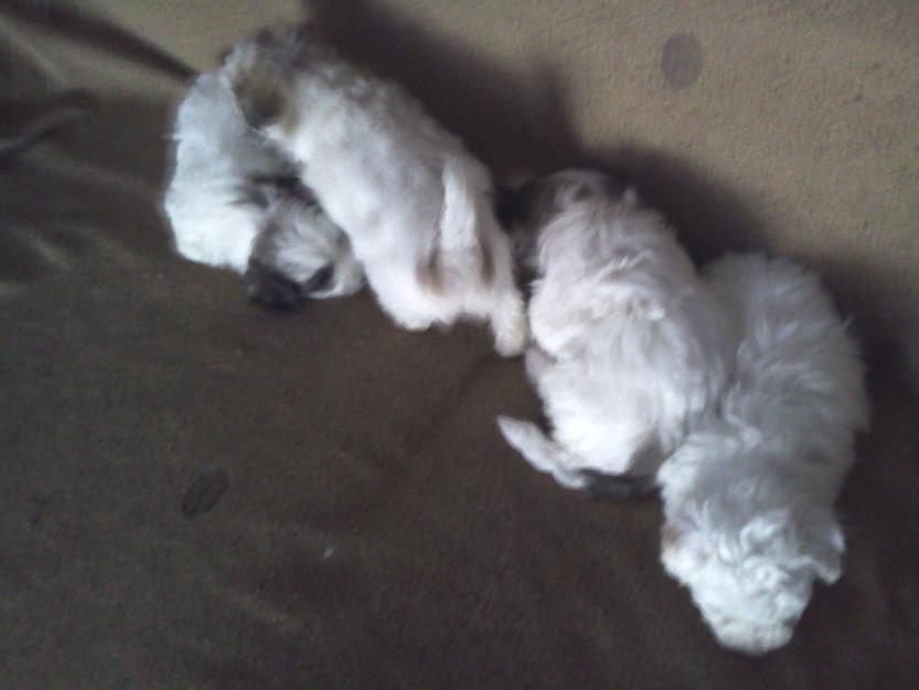 se venden cachorros de bichon maltes con pekines