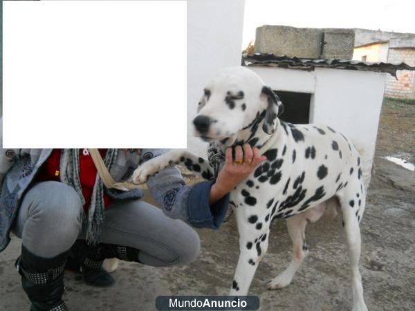 BALÚ, no lo quieren porque tiene filaria y lo dejan morir!!!