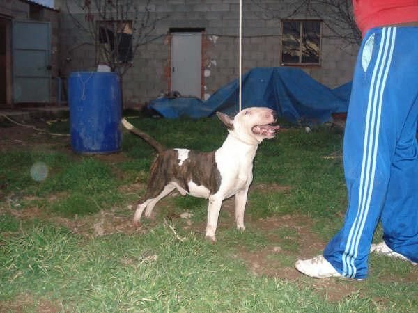 bull terrier para montas