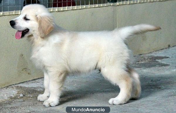 Cachorro golden