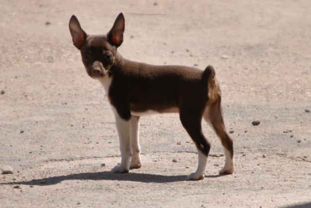 cachorros de ratonero valenciano