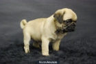 Carlino PUg, Cachorrros de dos meses¡¡ EN VENTA - mejor precio | unprecio.es