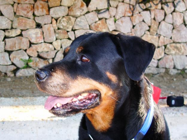 ComPro RottWeiller Hembra Pura POr No Mas De 300 Euros