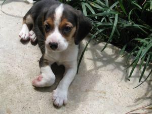 libre cachorros beagle gratis