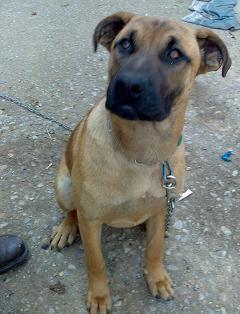 SAN. Perro granduñón cariñoso, pelo corto. ZARPA