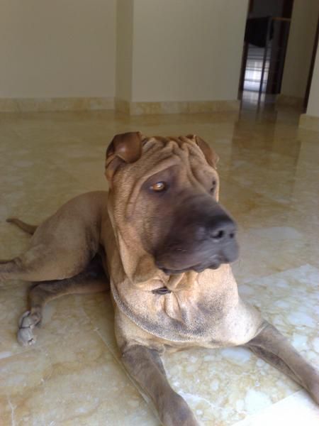 se ofrece sharpei para montas toledo(no quiero cachorro).