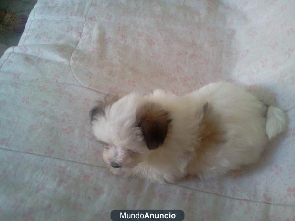 se vende cachorro de bichon maltes con pekines