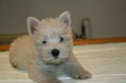 West highland ( Westy ) preciosos, cachorros de 2 meses con buen pedigree. - mejor precio | unprecio.es