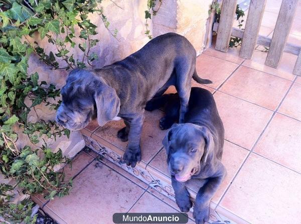 Cachorritos de Mastin Napolitano IMPRESIONANTES