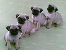 Cachorros carlino pedigree