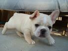 COMPRO HEMBRA BULLDOG FRANCES