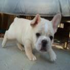 COMPRO HEMBRA BULLDOG FRANCES - mejor precio | unprecio.es