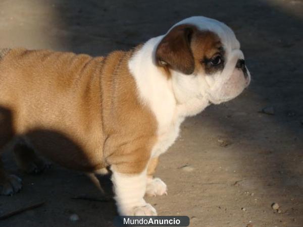 Regalo,espectaculares bulldog ingles de gran calidad;fotos reales