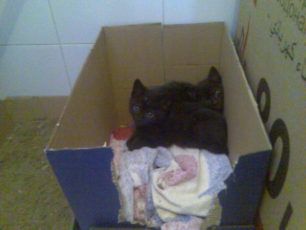 Se regalan dos gatitos huerfanos de un mes aproximado