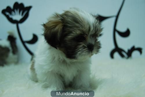 Shihtzu Cachorritos para tu hogar