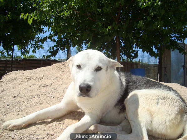 Steve cruce de perro nórdico en adopción