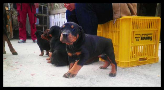 ultima cachorra doberman