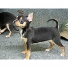 **CHIHUAHUA** - mejor precio | unprecio.es