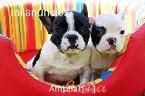 BULLDOG FRANCES CACHORRITOS Madrid