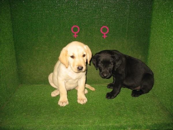 CACHORROS DE LABRADOR COLORES NEGRO Y DORADO 190