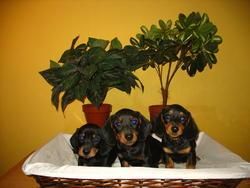 Cachorros Teckel Mini 250