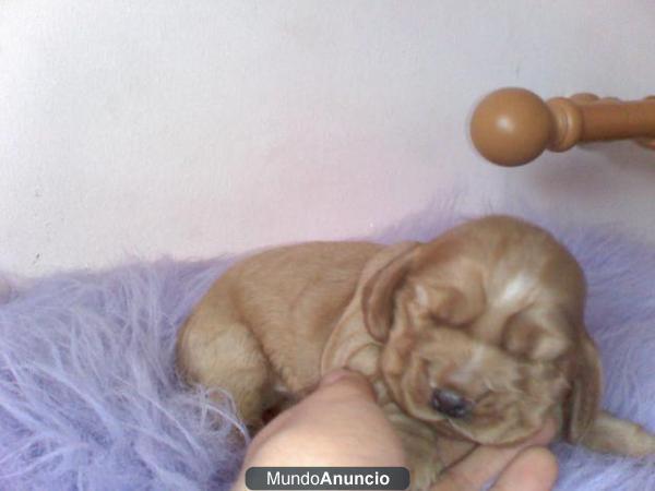 cocker  spaniel macho