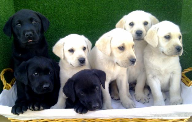 EXCELENTES CACHORROS LABRADOR RETRIEVER,190€