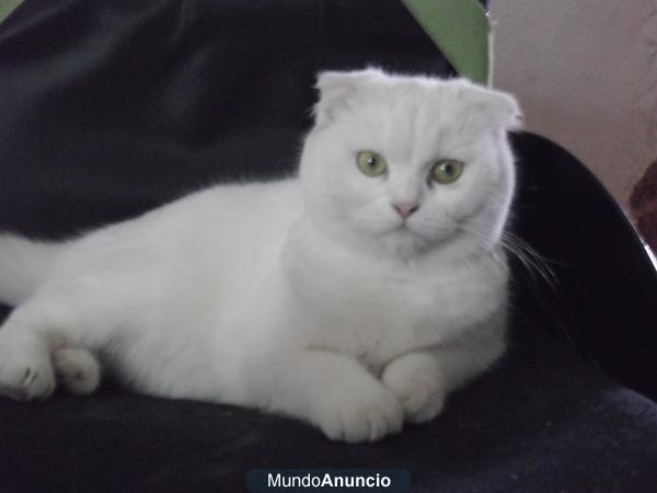 Gatitos SCOTTISH FOLD Y STRAIGHT