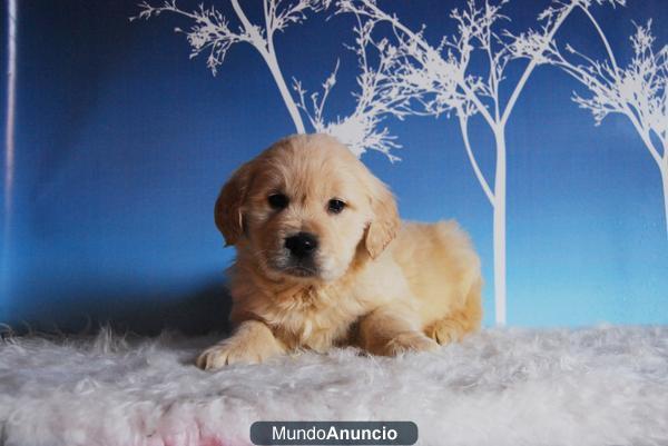 Golden Cachorros de Retriever Preciosos como Bolas y 2 Meses