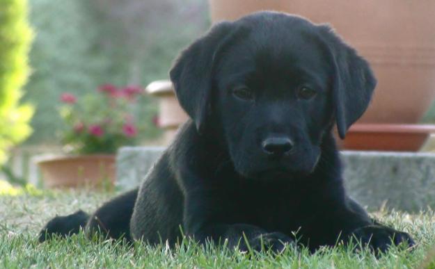 Labrador cachorro