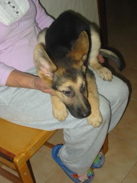 Pastores alemanes,cachorros dos hembras,250 Eur.