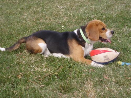 SE OFRECE MACHO BEAGLE PARA MONTAS