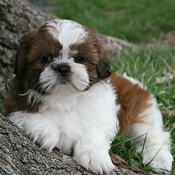 Shih TZU cachorritos