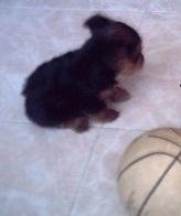 YORKSHIRE TERRIER MINI TOY