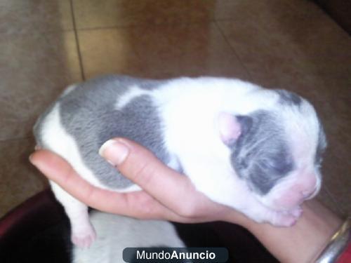 BULLDOG FRANCÉS GRIS... SE VENDEN