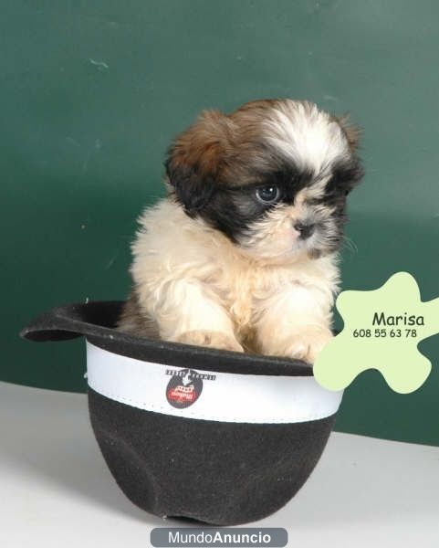 ¡¡Tu Shih-tzu,garantia de 5 años!!