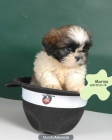 ¡¡Tu Shih-tzu,garantia de 5 años!! - mejor precio | unprecio.es