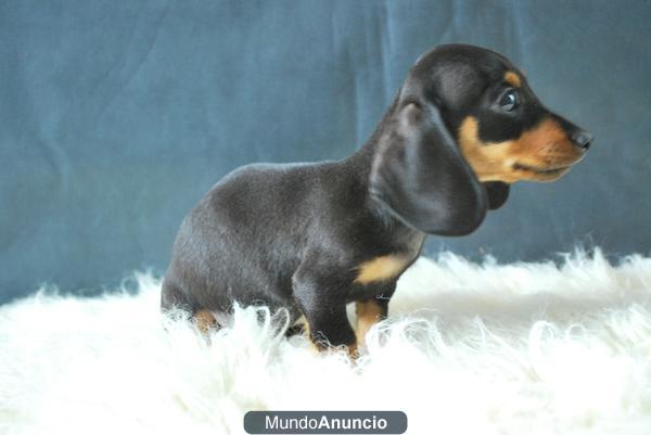 Cachorretes de teckel miniatura disponibles para entregarse