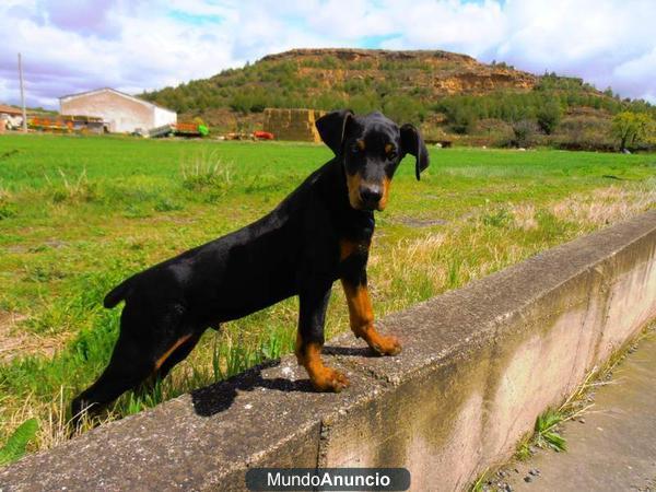 cachorro doberman