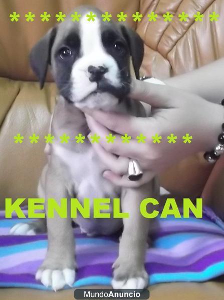 excelentes cachorros de boxer kennel can